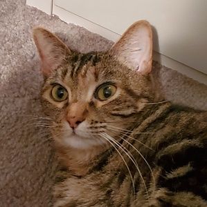 Meet your Posher, Sharon